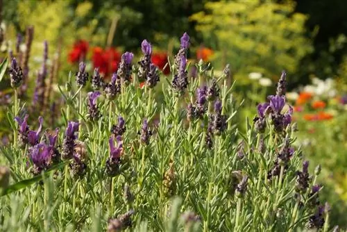 اسطوخودوس - Lavandula stoechas