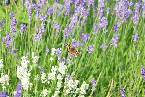 Lavanda com borboleta