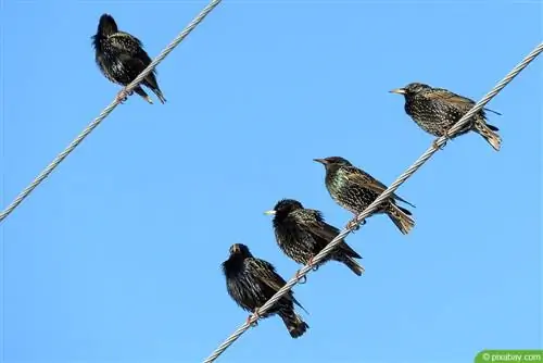 Gumawa ng sarili mong nesting box para sa mga starling - mga tagubilin