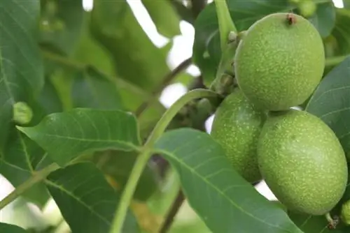 Mti wa walnut hukua kwa kasi gani? - Habari ya ukuaji