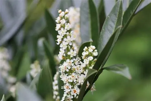 Kiraz defnesi - Prunus laurocerasus