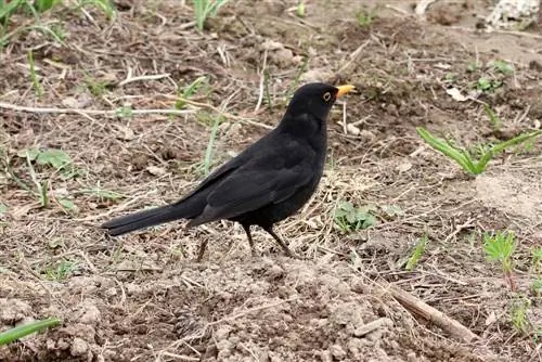 ब्लेकबेर्द