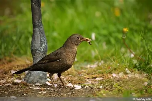 ब्लेकबेर्द