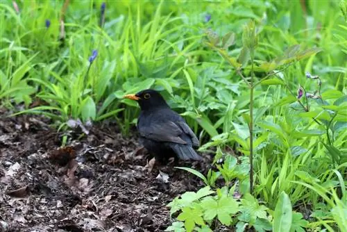 Blackbird - profiel, kos en hulp in die winter