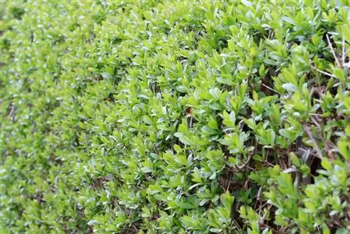 How fast does privet grow? - Growth information