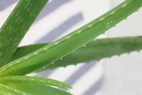 Aloe vera paljundamine: 3 meetodit koos juhistega