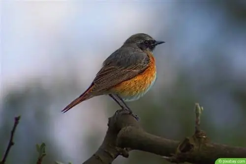 Redstart