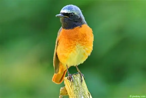 Redstart - Napravite profil i kutiju za gniježđenje