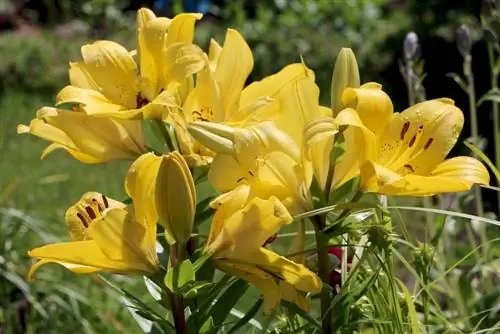 Lilies overwinter