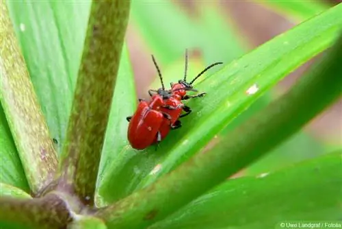 Κρίνα - Lilioceris lilii