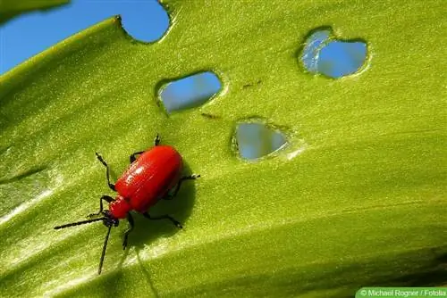 Zambaklar - Lilioceris lilii