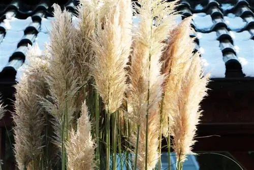 Hierba de la pampa - Cortaderia selloana