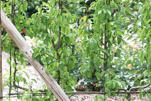 Pear - Pyrus - buah espalier