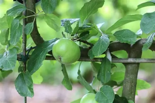 Elma - Malus - Espalier