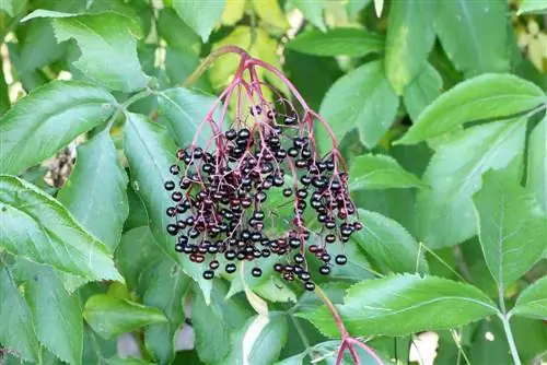 siyah mürver - Sambucus nigra