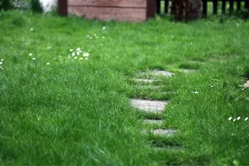 Bij welk weer moet ik het gazon bekalken?