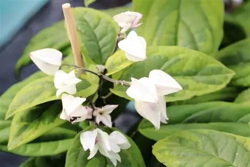 Lottre - Clerodendrum thomsoniae - skjebnens tre