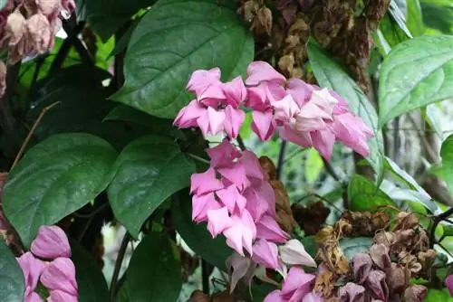 Cây lô đề - Clerodendrum thomsoniae - cây định mệnh