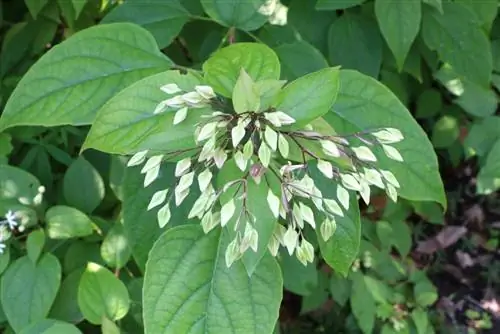 Drzewo lotowe - Clerodendrum thomsoniae - drzewo losu