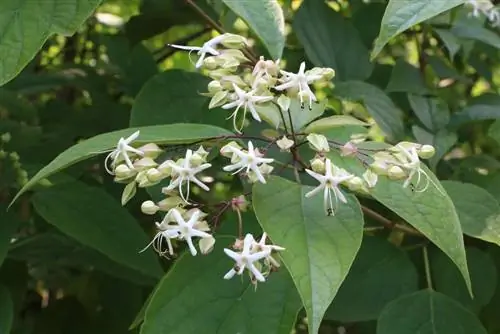 Drzewo lotowe - Clerodendrum thomsoniae - drzewo losu