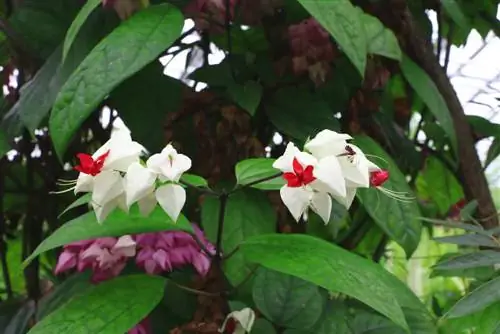 Losbaum, Clerodendrum trichotomum: Péče - Je loterijní strom jedovatý?