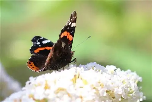 অ্যাডমিরাল - ভেনেসা আটলান্টা