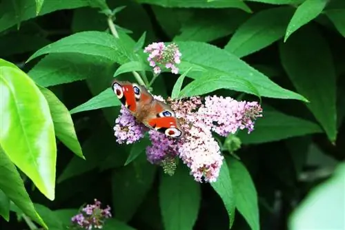 Peacock butterfly - Inachis io - butterfly