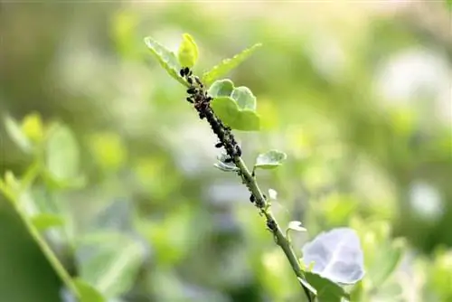 Labanan ang mga aphids sa mga halamang gamot sa biyolohikal na paraan - 10 mga remedyo sa bahay & kapaki-pakinabang na mga insekto