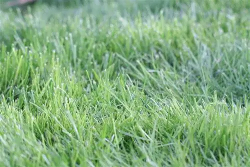 Sny die grasperk in die hitte & droogte - Grasversorging in die somer