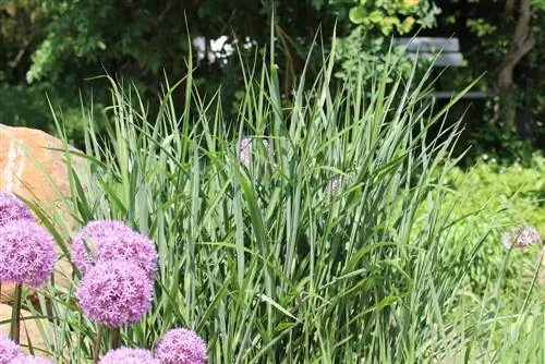 Mpaka wa bwawa: Mwanzi wa Kichina - miscanthus sinensis