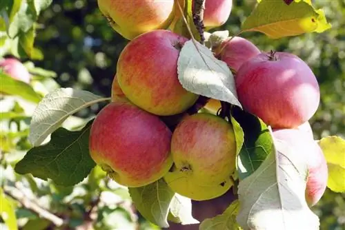 Rezana jabolka (malus) poleti