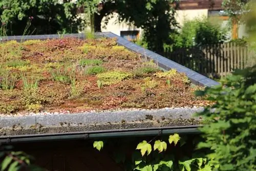 Uitgebreide groen dakke - 7 wenke vir struktuur, plante & koste