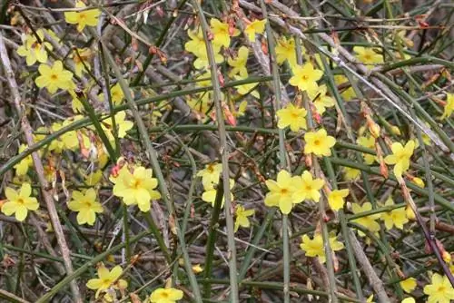 Winter jasmine - Jasminun nudiflorum