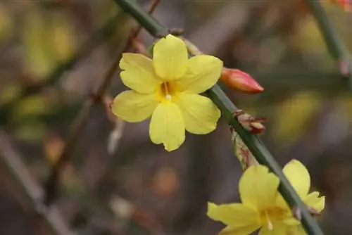 Vinterjasmin - Jasminun nudiflorum