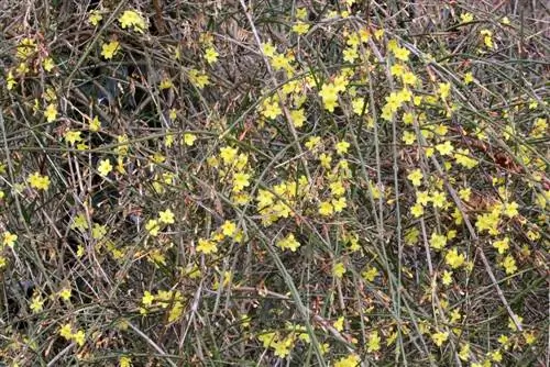 Winter jasmine - Jasminun nudiflorum