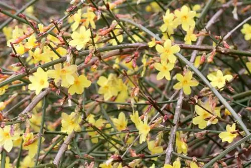 Jaśmin zimowy – Jasminun nudiflorum