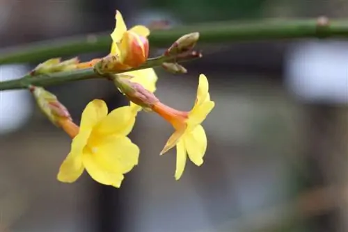 ดอกมะลิฤดูหนาว, Jasminum nudiflorum - การดูแลการขยายพันธุ์ & การตัด