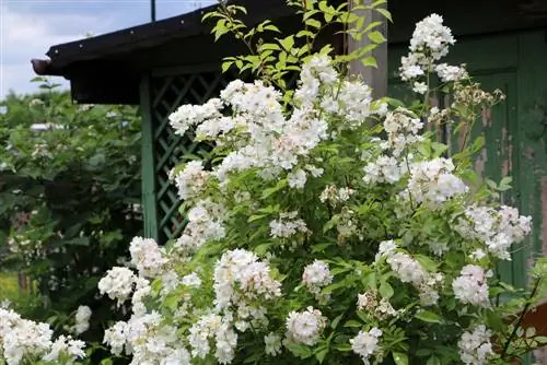 Rosier touffeté - Rosa multiflora