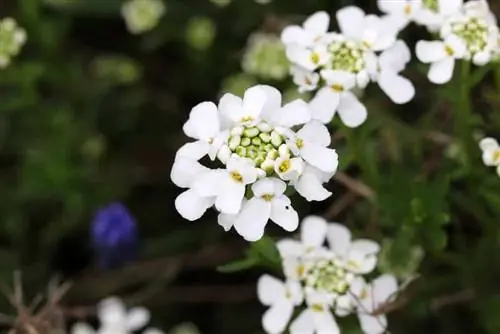 caramelo de hoja perenne - Iberis sempervirens