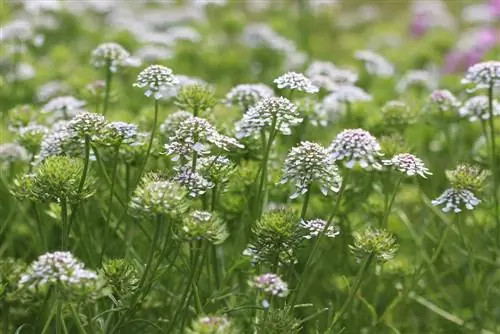 Iberis pinnata - konfetlər