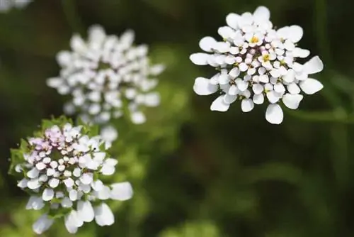 Candytuft, Iberis - Khaws, txiav thiab nthuav tawm