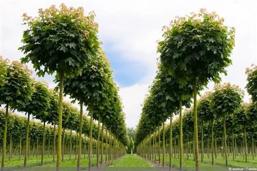 Ball tree - maple