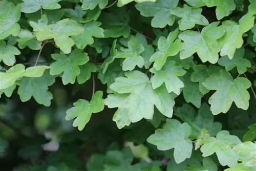 Mezei juhar - Acer campestre