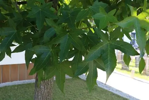 Sweetgum tree