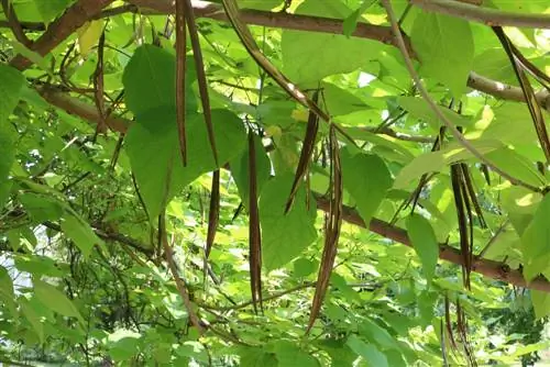 Trumpettipuu - Catalpa bignonioides