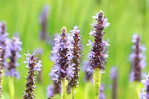 Pontederia cordata - Herba pike berdaun jantung