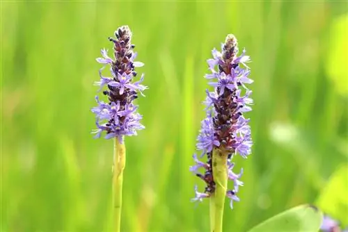 Pontederia cordata, pikeweed iliyoachwa na moyo