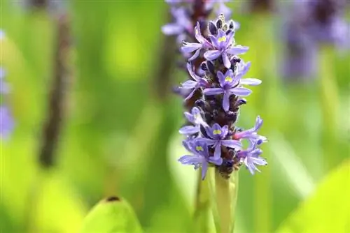 Pontederia cordata, štika srdčitá