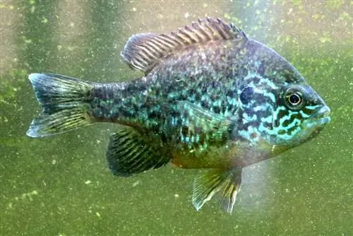 ikan matahari biasa, Lepomis gibbosus