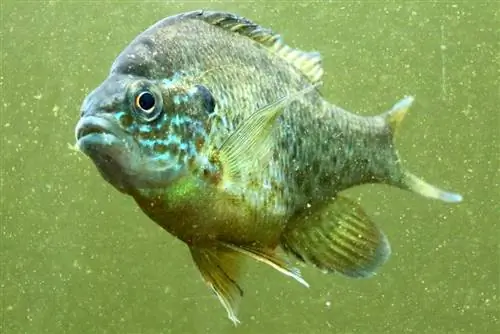 samaki wa jua wa kawaida, Lepomis gibbosus